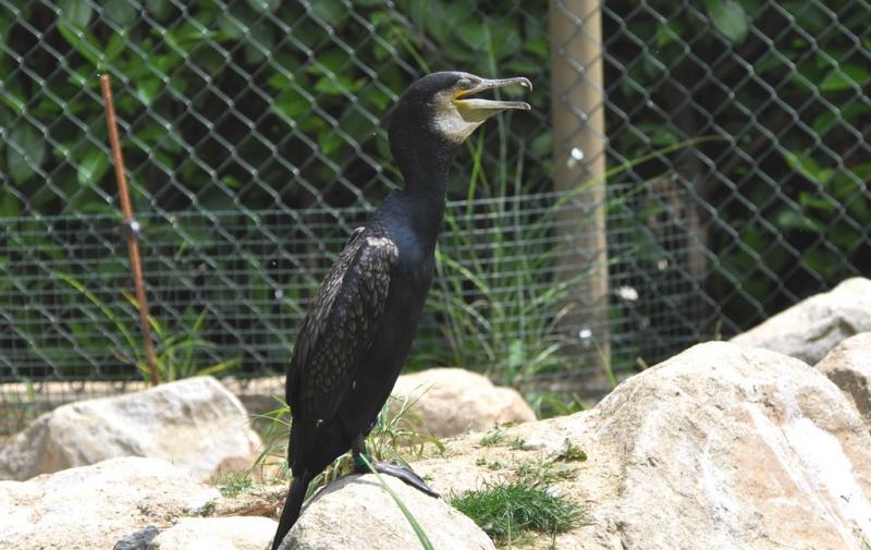 Grand Cormoran (Phalacrocorax carbo)