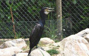 Grand Cormoran (Phalacrocorax carbo)