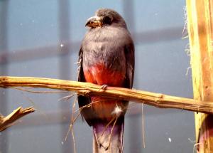 Trogoniformes (Trogon)