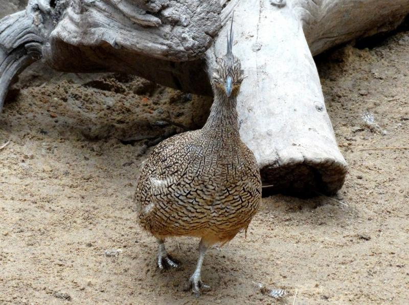 Tinamou élégant (Eudromia elegans)