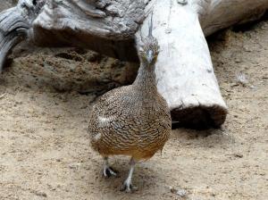Tinamou élégant - Tinamiformes (Eudromia elegans)