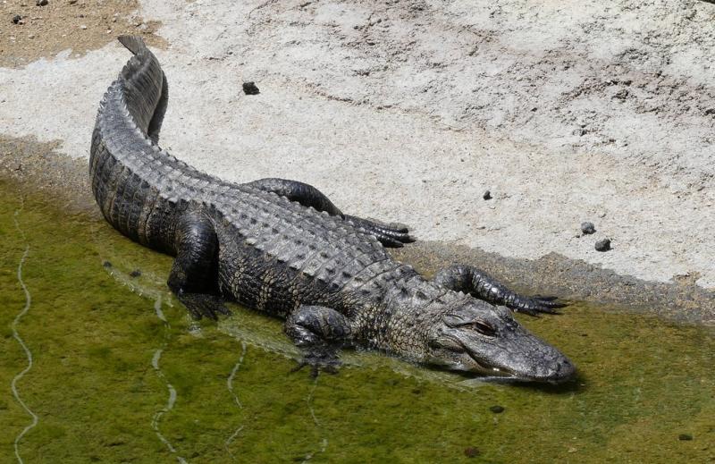 Alligator du Mississippi (Alligator mississippiensis)