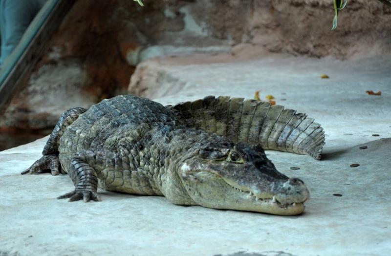 Caiman à lunettes (Caiman crocodilus)