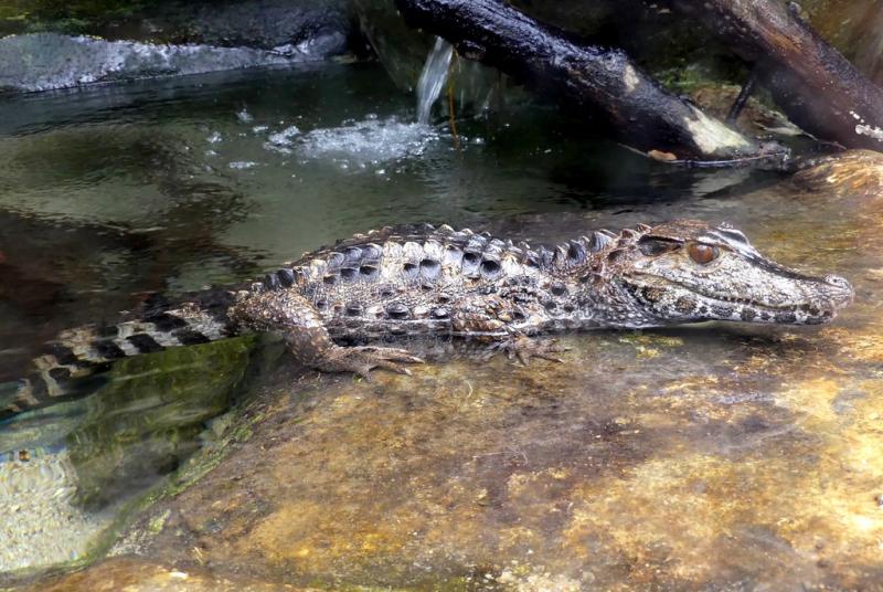 Caïman de Schneider (Paleosuchus trigonatus)