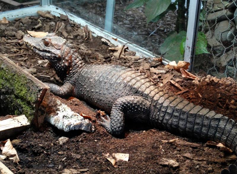 Caïman nain de Cuvier  (Paleosuchus palpebrosus)