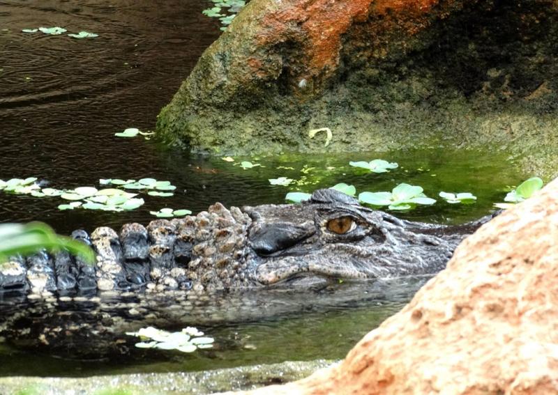 Caiman noir (Melanosuchus niger)