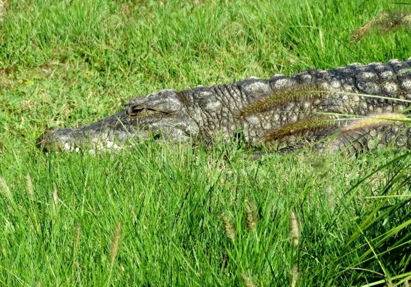 Crocodile d'Afrique de l'Ouest (Crocodylus suchus)