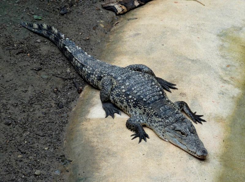 Crocodile de Morelet (Crocodylus moreletii)