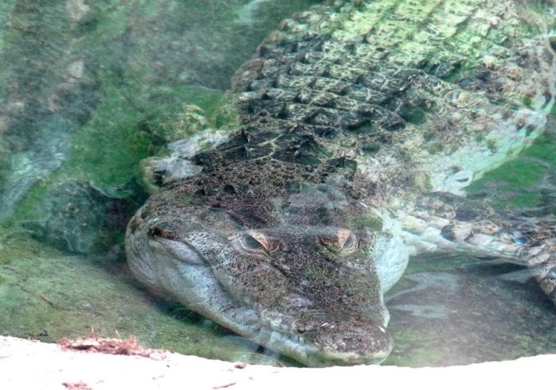 Crocodile des Phillipines (Crocodylus mindorensis)