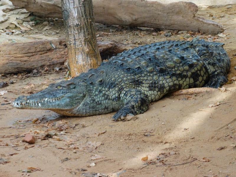 Crocodile du Nil (Crocodylus niloticus)