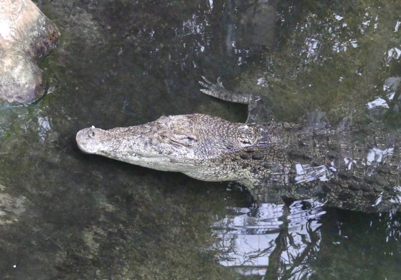 Crocodile marin (Crocodylus porosus)