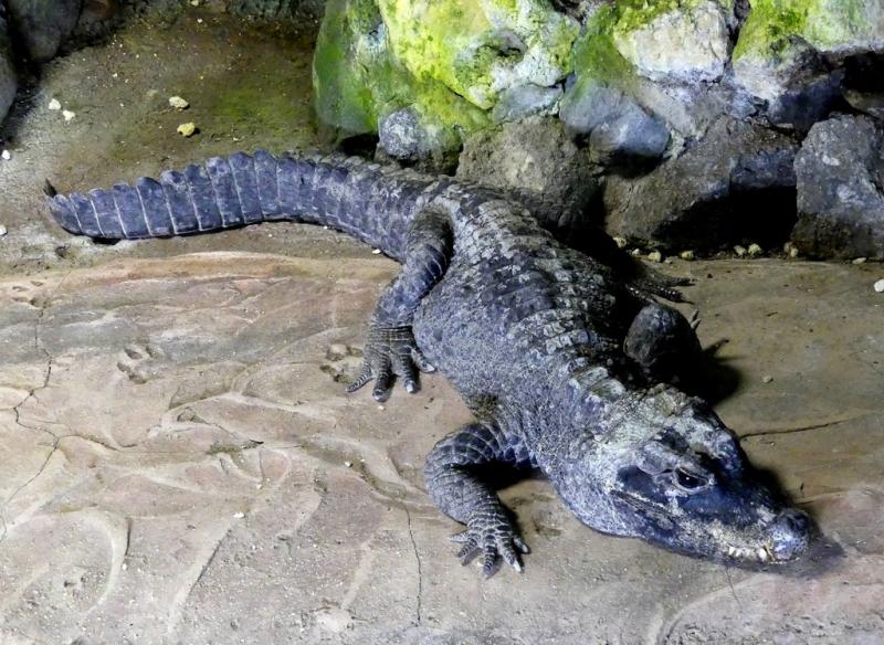 Crocodile nain (Osteolaemus tetraspis)