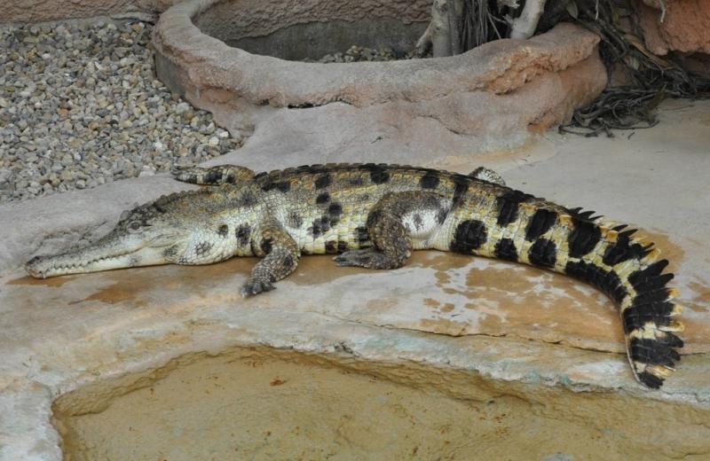 Faux-gavial africain (Mecistops cataphractus)