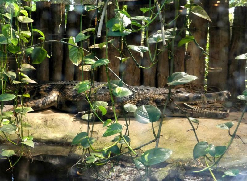 Faux-gavial de Malaisie (Tomistoma schlegelii)