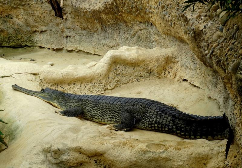 Gavial du Gange (Gavialis gangaticus)