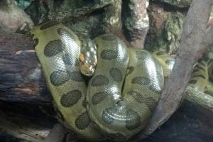 Anaconda vert (Eunectes murinus)