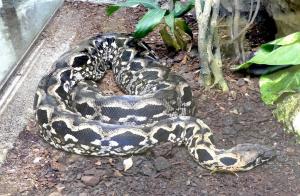 Boa arboricole de Madagascar (Sanzinia madagascariensis)