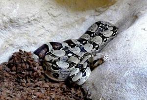 Boa constrictor (Boa constrictor)
