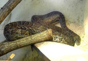 Boa de Cuba (Chilabothrus angulifer)