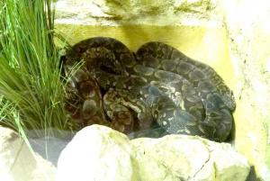 Boa de Dumeril (Acrantophis dumeri)