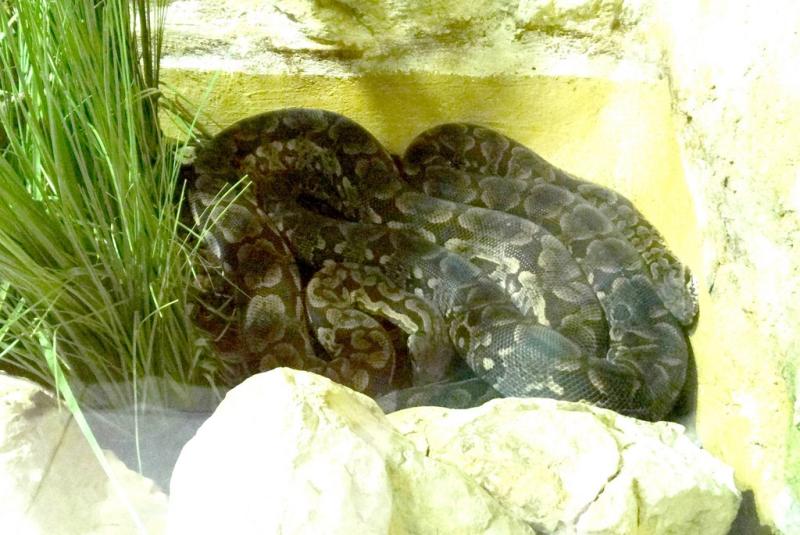 Boa de Dumeril (Acrantophis dumeri)