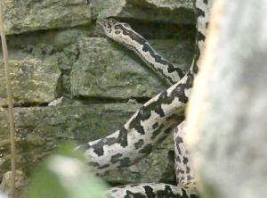 Boa du Pacifique (Candoia bibroni)