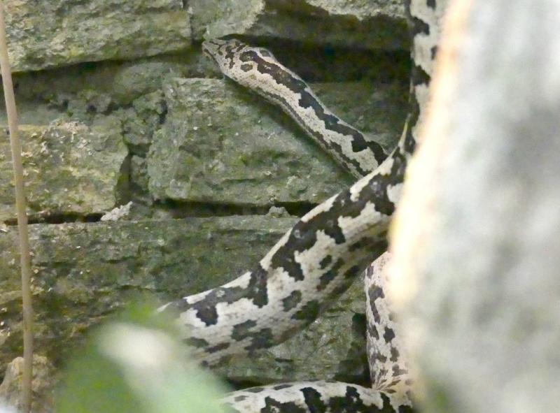 Boa du Pacifique (Candoia bibroni)