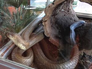 Cobra à monocle (Naja kaouthia)