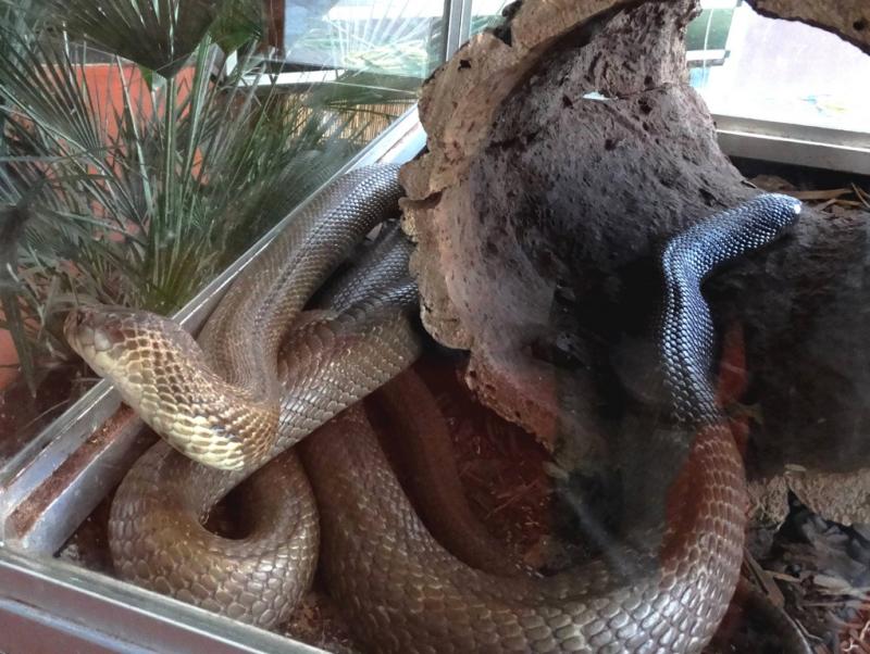 Cobra à monocle (Naja kaouthia)