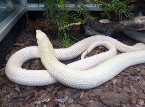 Cobra à monocle (Naja kaouthia)