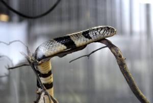 Cobra d'eau (Naja annulata)
