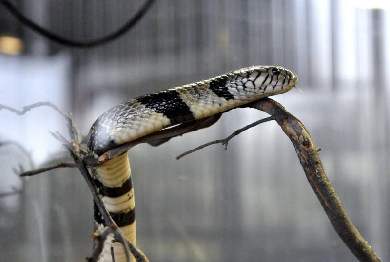 Cobra d'eau (Naja annulata)