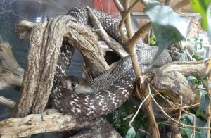 Cobra indien (Naja tripudians)