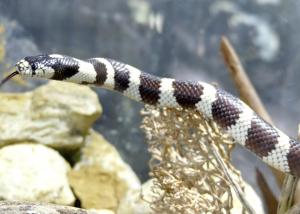 Cobra ringhal (Bungarus candidus)