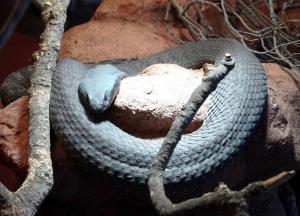 Ringhal (Hemachatus haemachatus)
