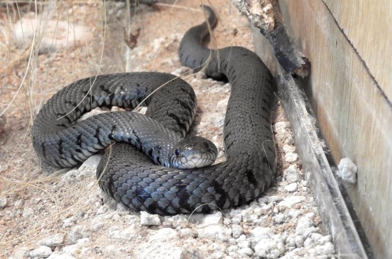 Couleuvre à collier (Natrix natrix)