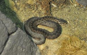 Couleuvre à échelons (Rhinechis scalaris)