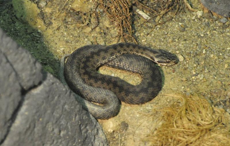 Couleuvre à échelons (Rhinechis scalaris)