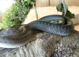 Couleuvre d'Esculape (Zamenis longissimus)