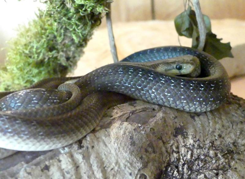 Couleuvre d'Esculape (Zamenis longissimus)