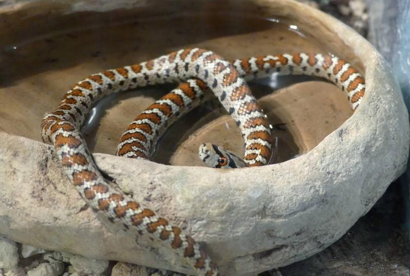 Couleuvre léopard  ( Zamenis situla)