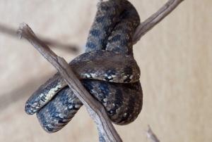 Couleuvre vipérine (Natrix maura)