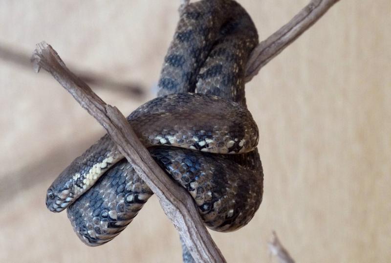 Couleuvre vipérine (Natrix maura)