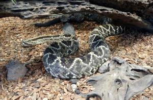 Crotale cascabelle (Crotalus durissus)