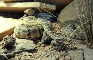 Crotale de Baja (Crotalus enyo)