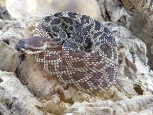 Crotale de l'Ouest (Crotalus oreganus)