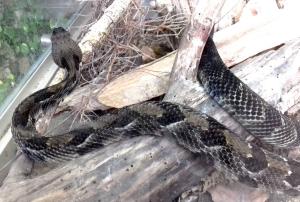 Crotale des bois (Crotalus horridus)