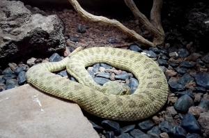 Crotale des prairies (Crotalus viridus)