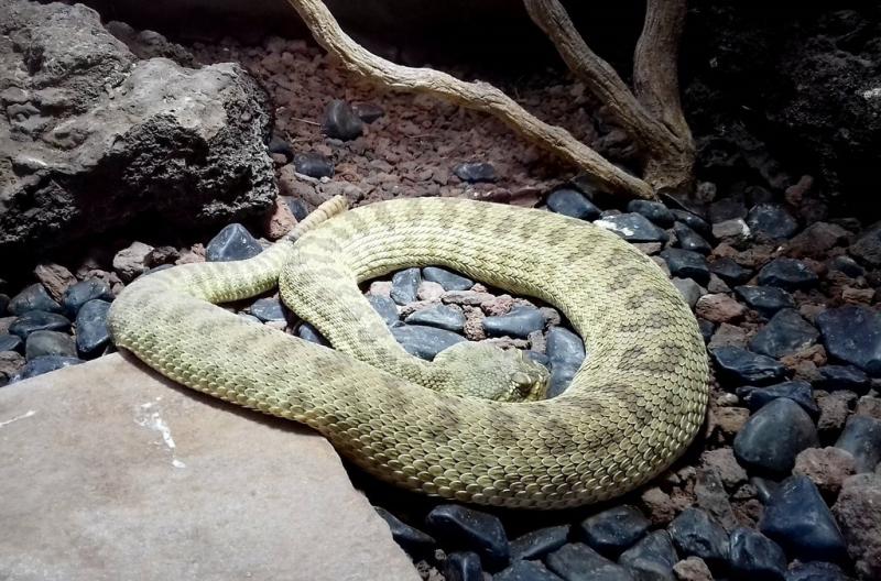 Crotale des prairies (Crotalus viridus)