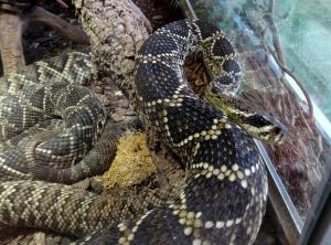 Crotale diamantin (Crotalus adamanteus)